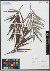Foto von Salix viminalis L.